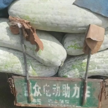 乐平白冬瓜