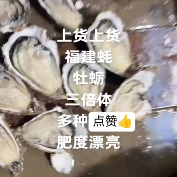 福建蚝源头批，多种规格，肥度漂亮
