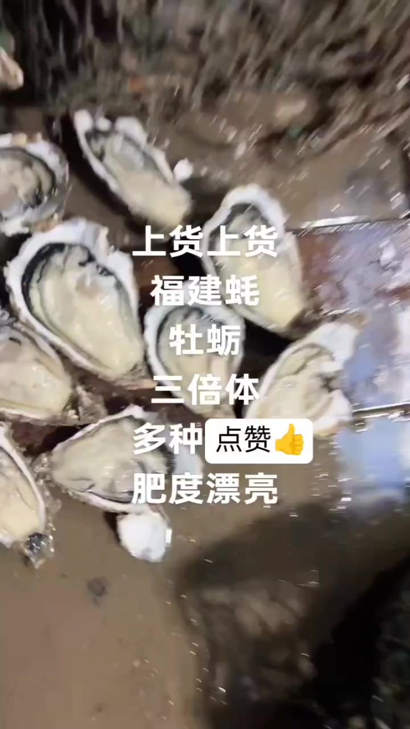 福建蚝源头批，多种规格，肥度漂亮