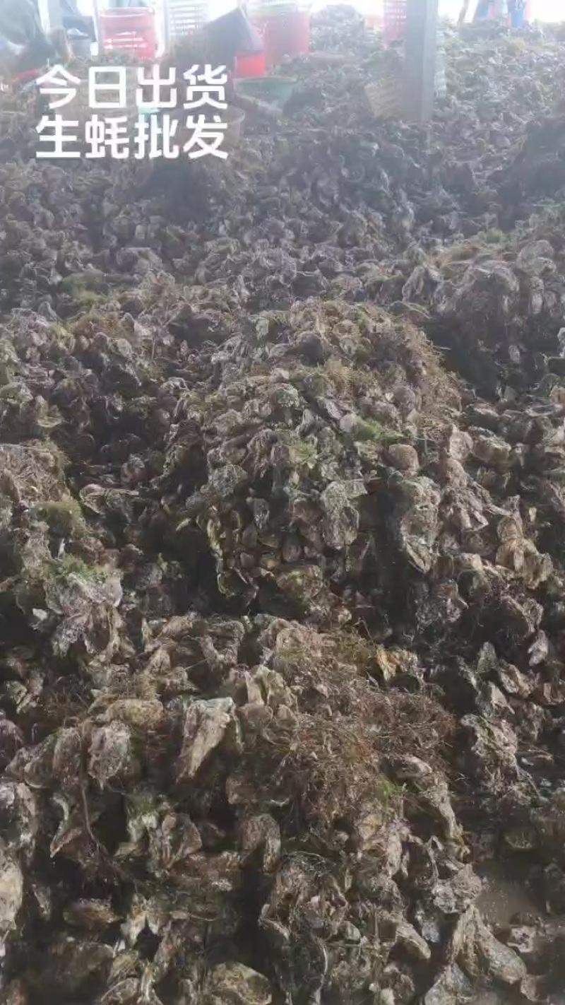 福建蚝源头批，多种规格，肥度漂亮