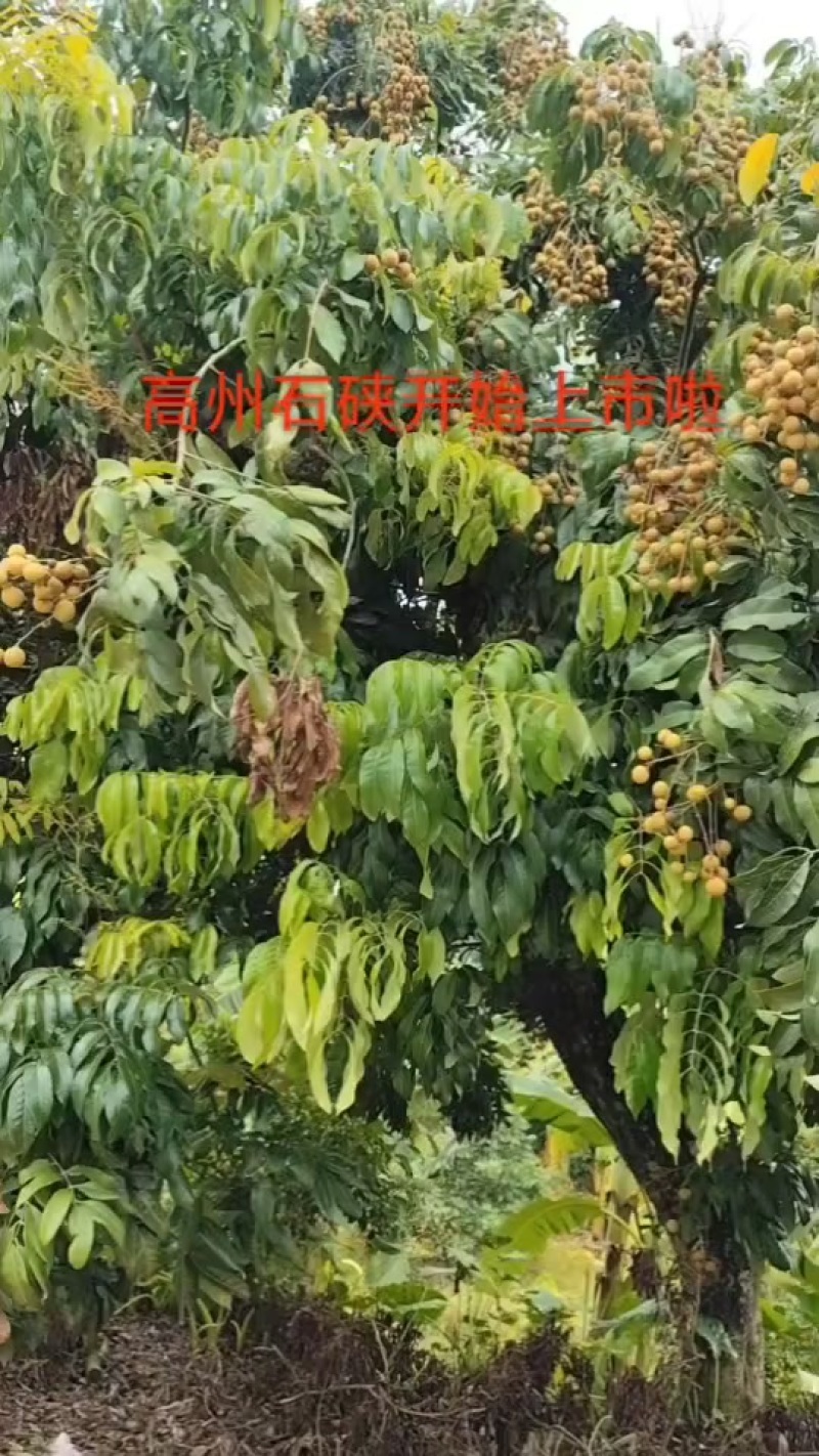 高州石硖龙眼