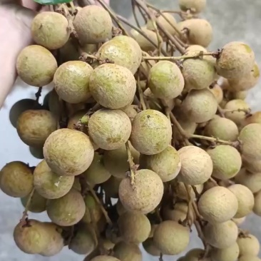 石峡统果百家果