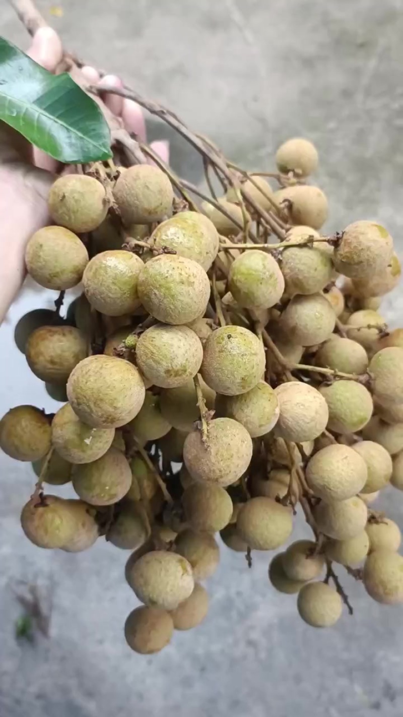 石峡统果百家果