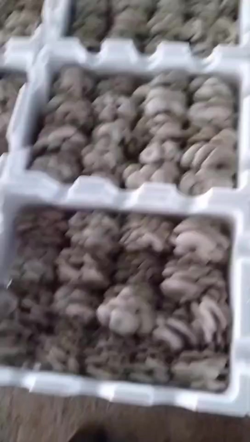 宁夏固原沙沟乡平菇现摘新鲜菌菇产地直供1万斤急售价可谈