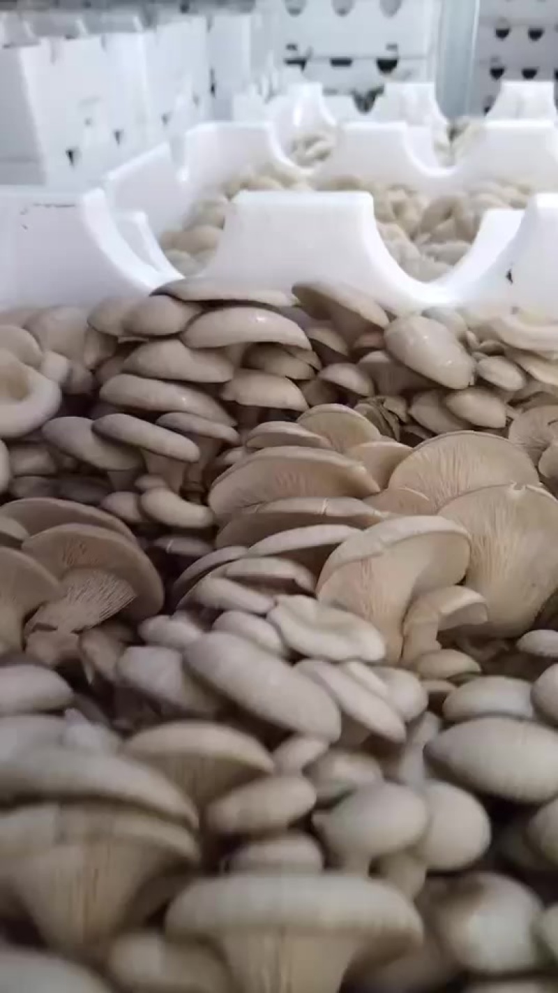 宁夏固原沙沟乡平菇现摘新鲜菌菇产地直供1万斤急售价可谈