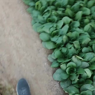 山西大同油菜本地一手货源