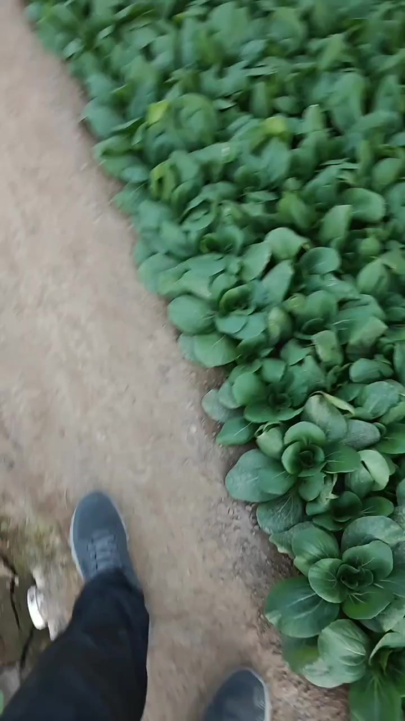 山西大同油菜本地一手货源
