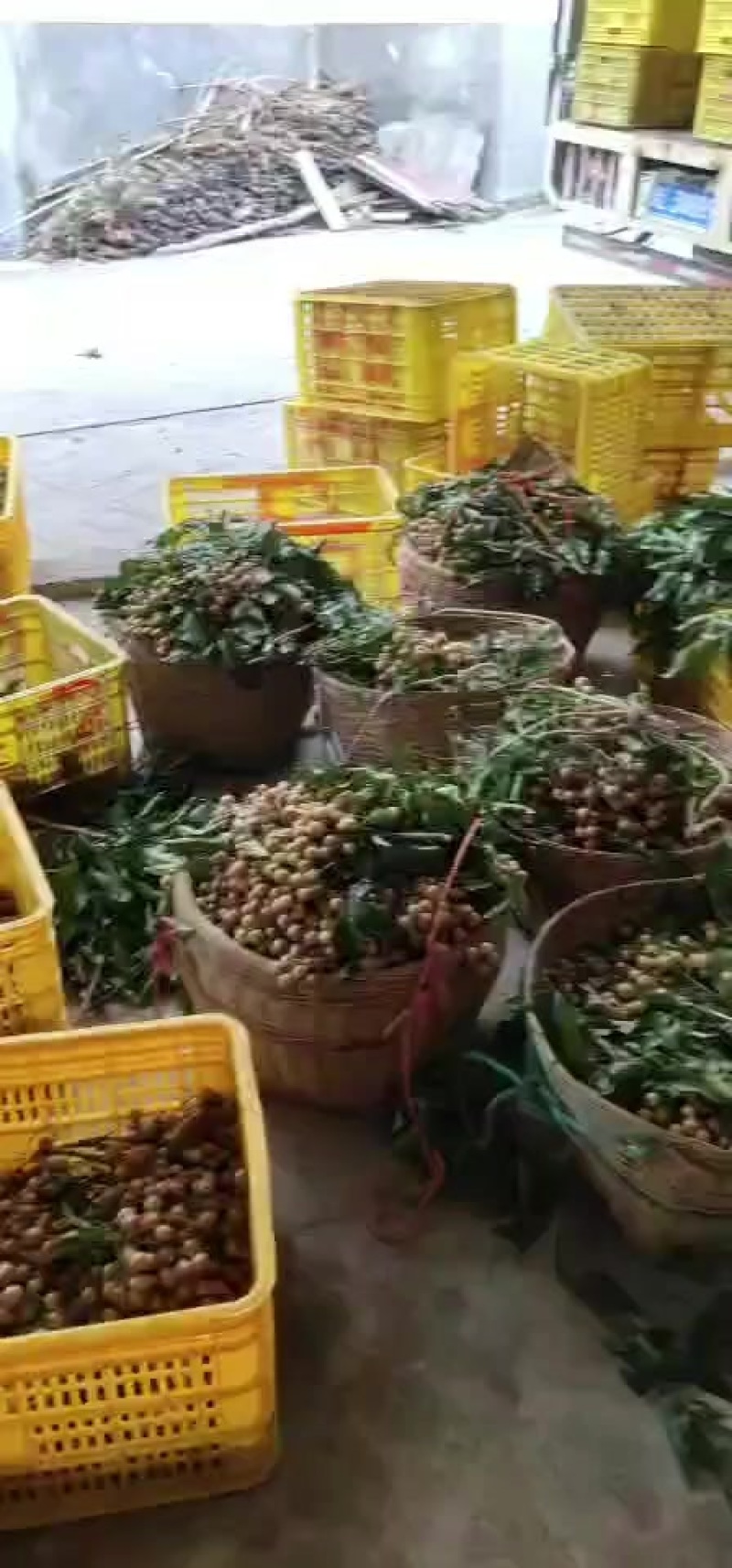 酸甜可口的黑金刚黄皮果