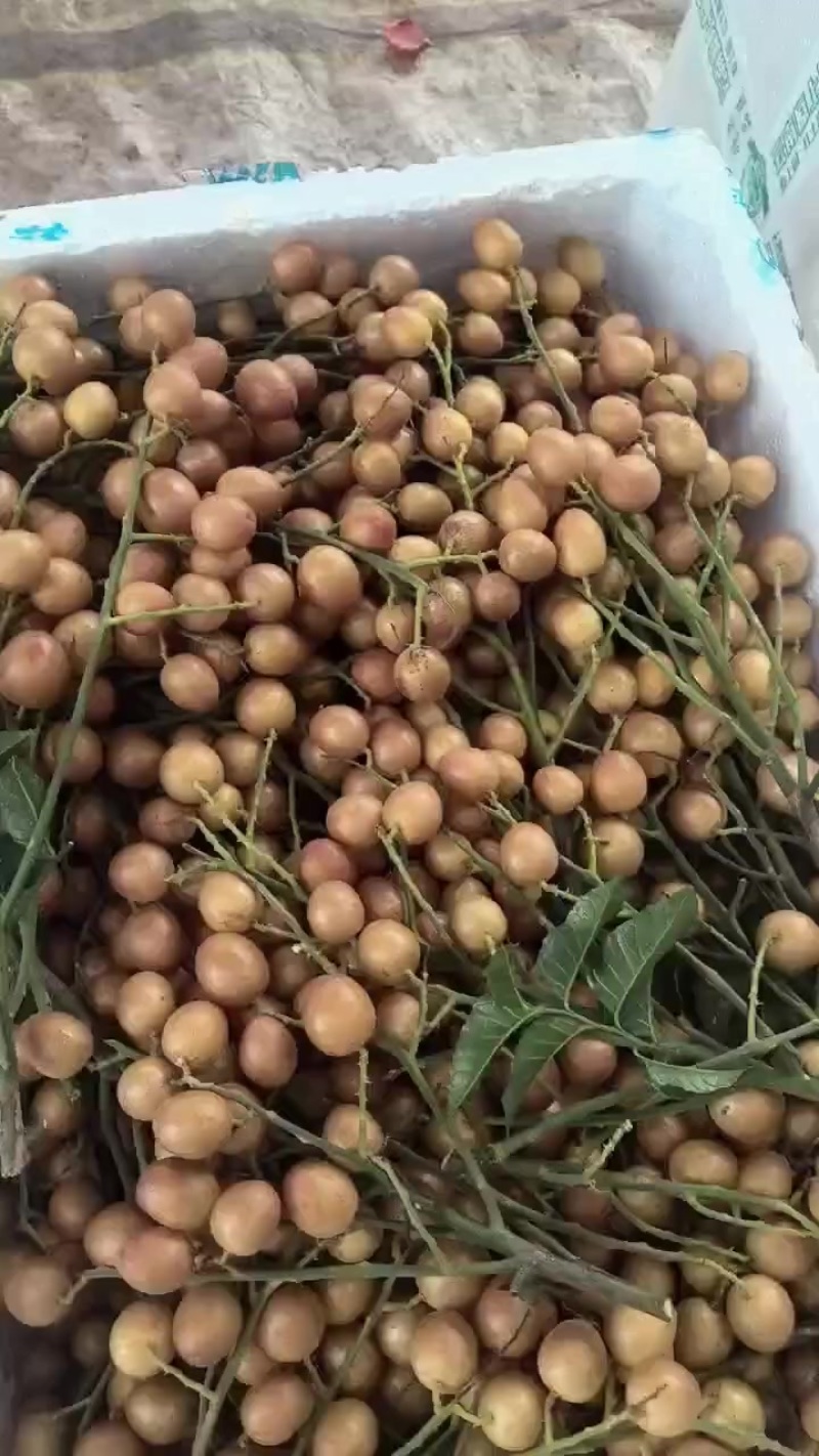 酸甜可口的黑金刚黄皮果