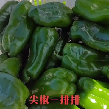 河北张家口市崇礼区，彩椒尖椒螺丝椒，太空椒，水果西红柿等