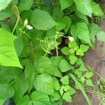 豆角