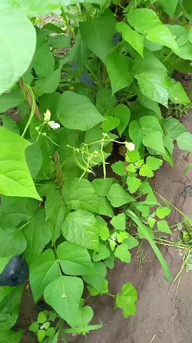 豆角
