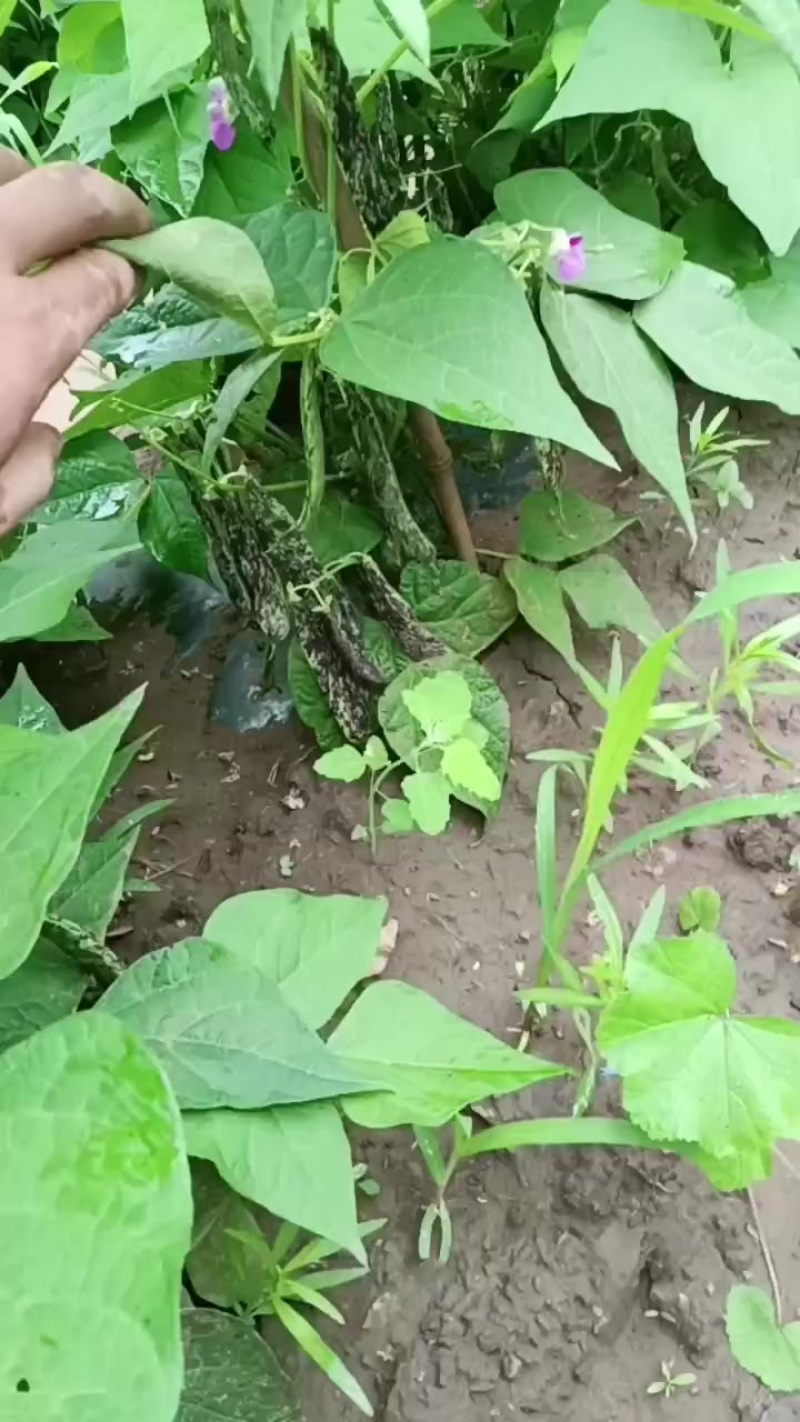 豆角