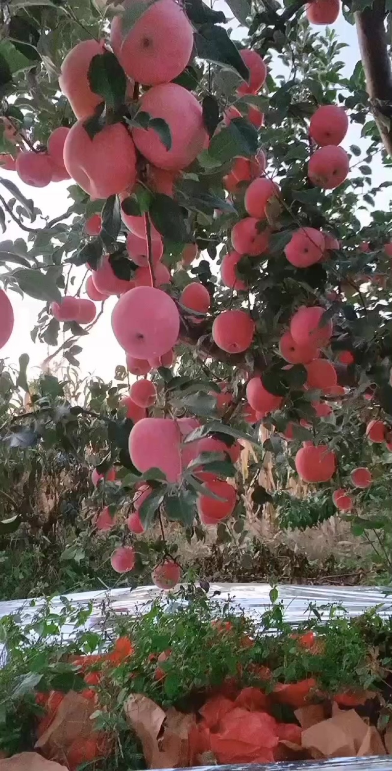 预售