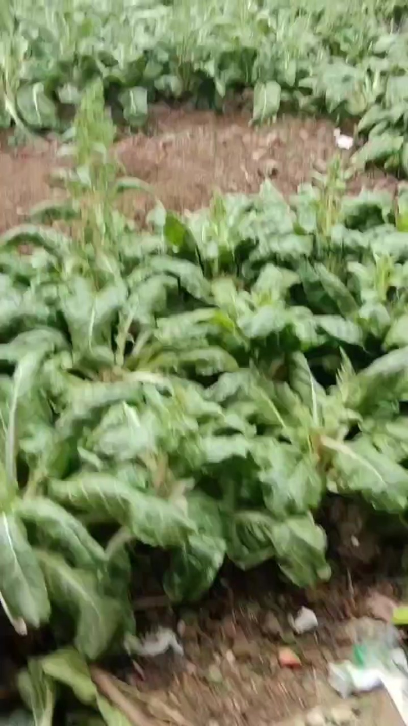 生态猪