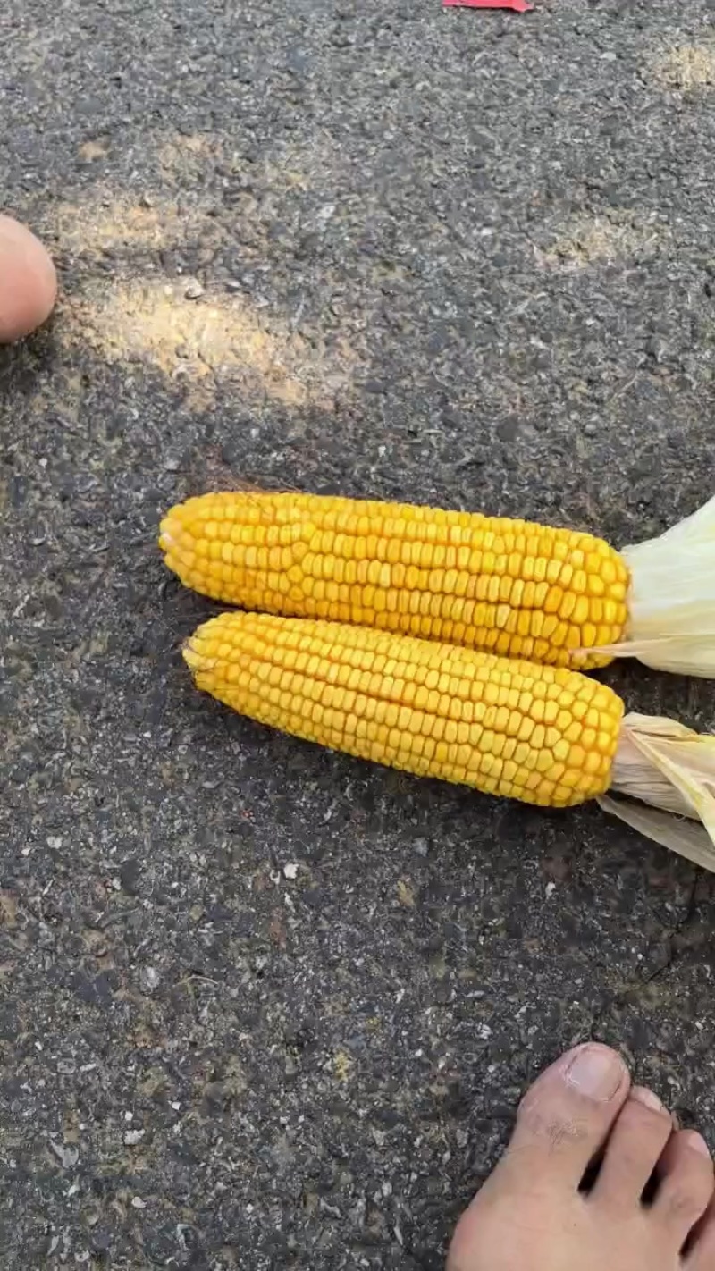 玉米棒