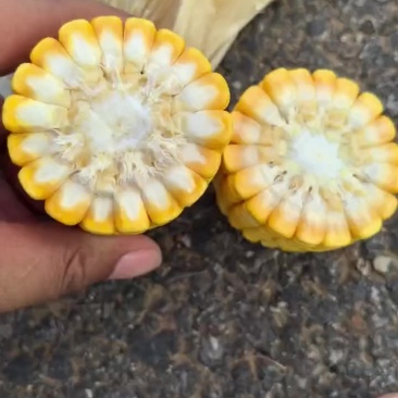 玉米棒