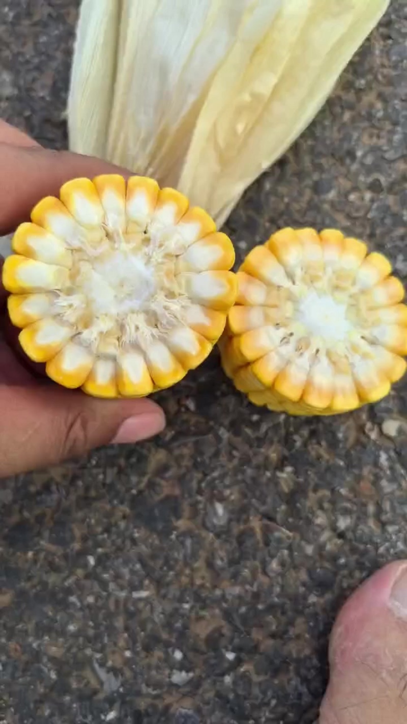 玉米棒