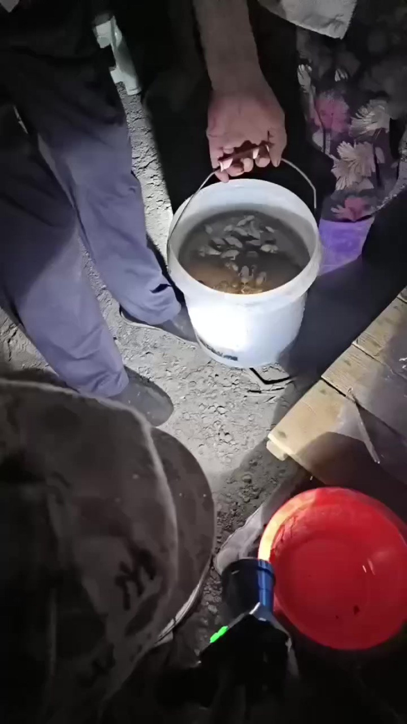 金蝉