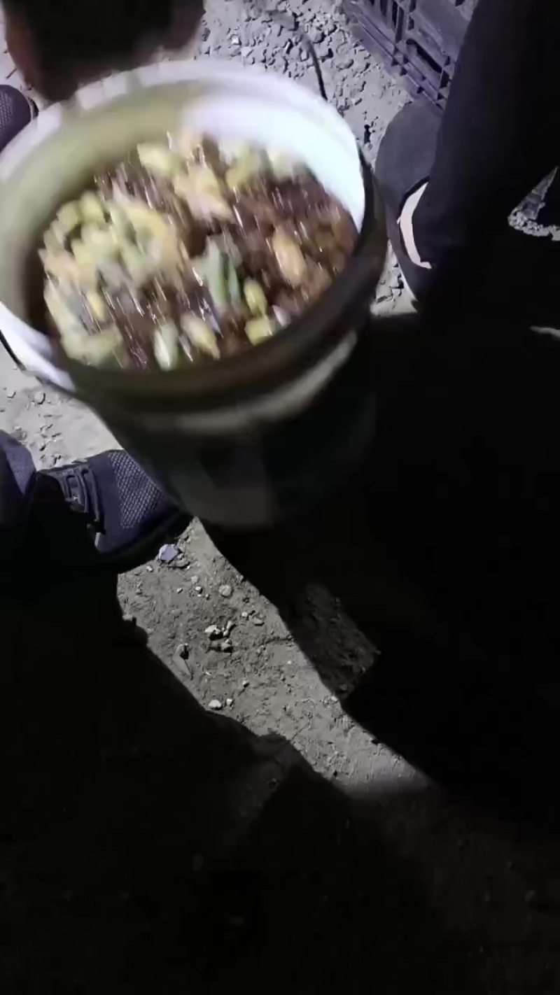金蝉