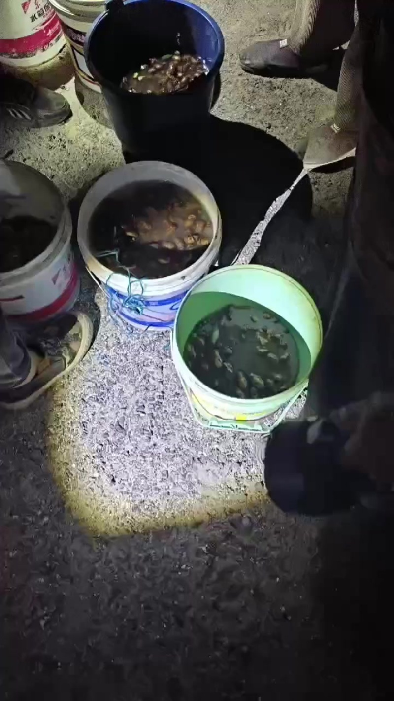 金蝉
