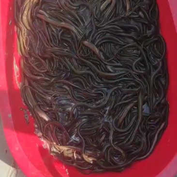 黄鳝