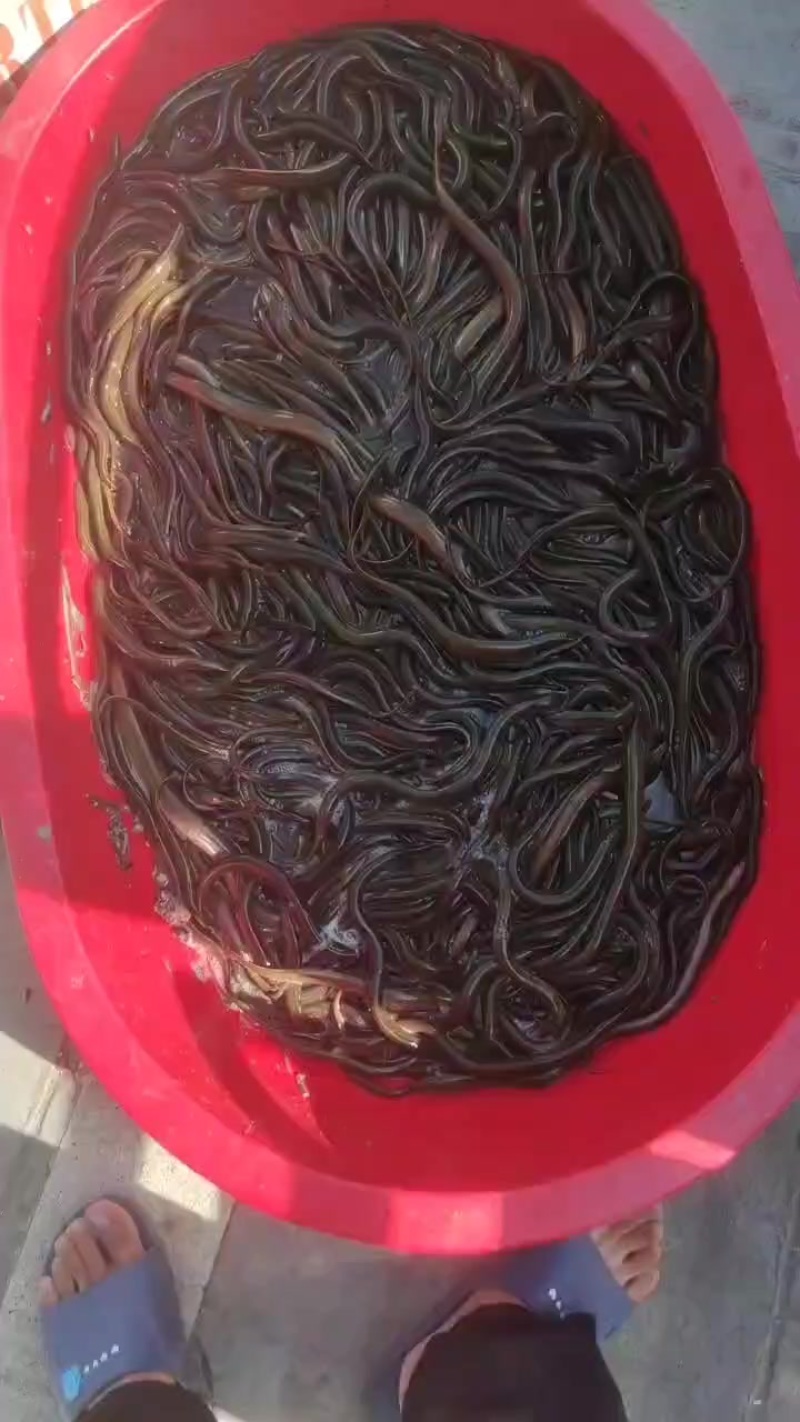 黄鳝