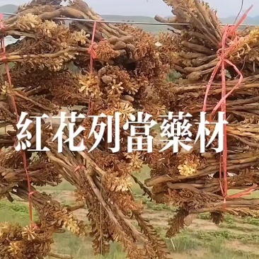 野生，红花列当，两年生