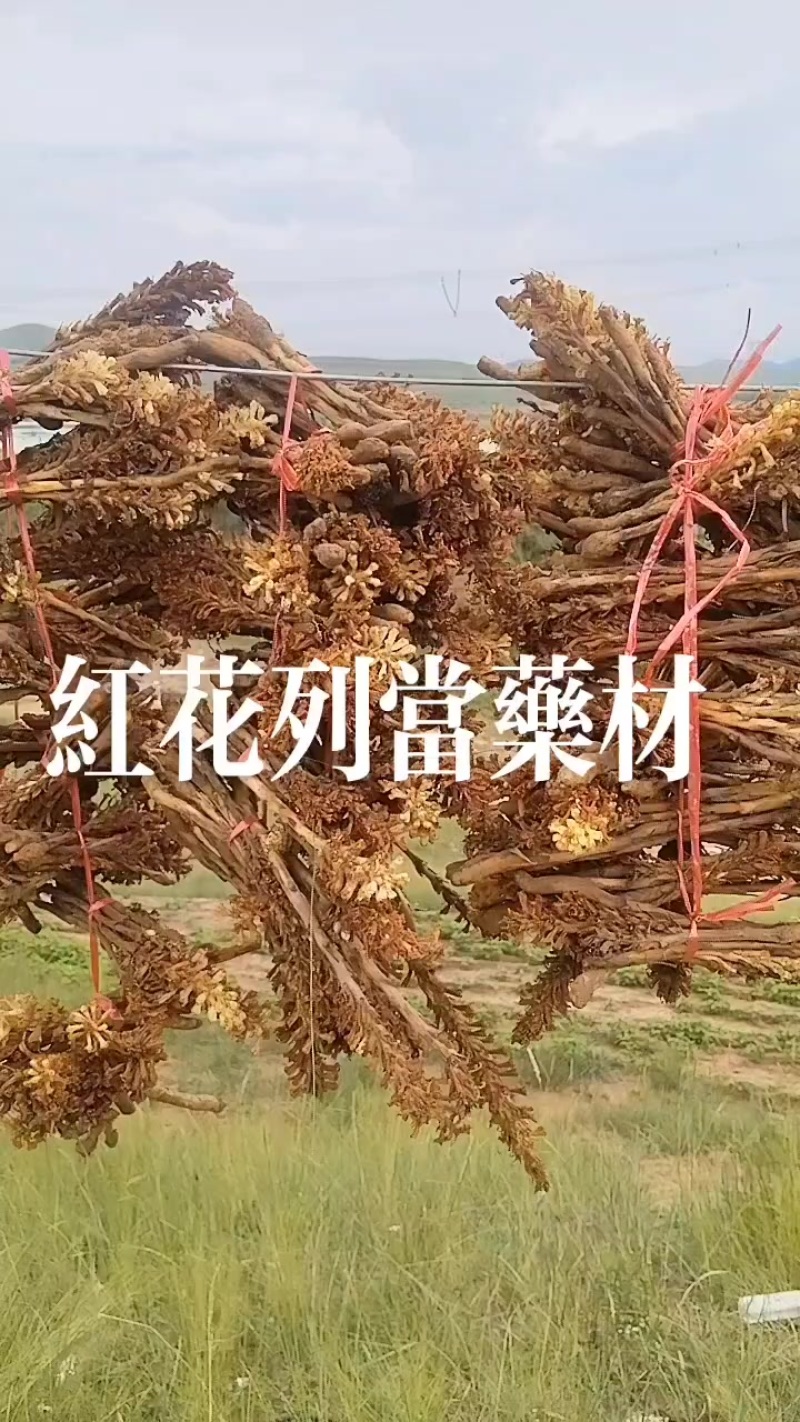 野生，红花列当，两年生