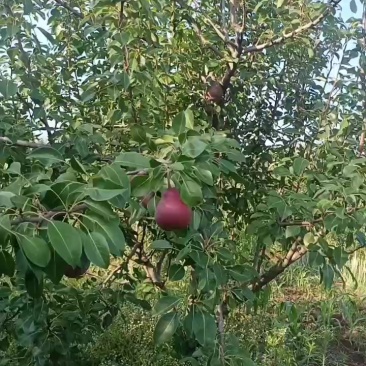 红啤梨