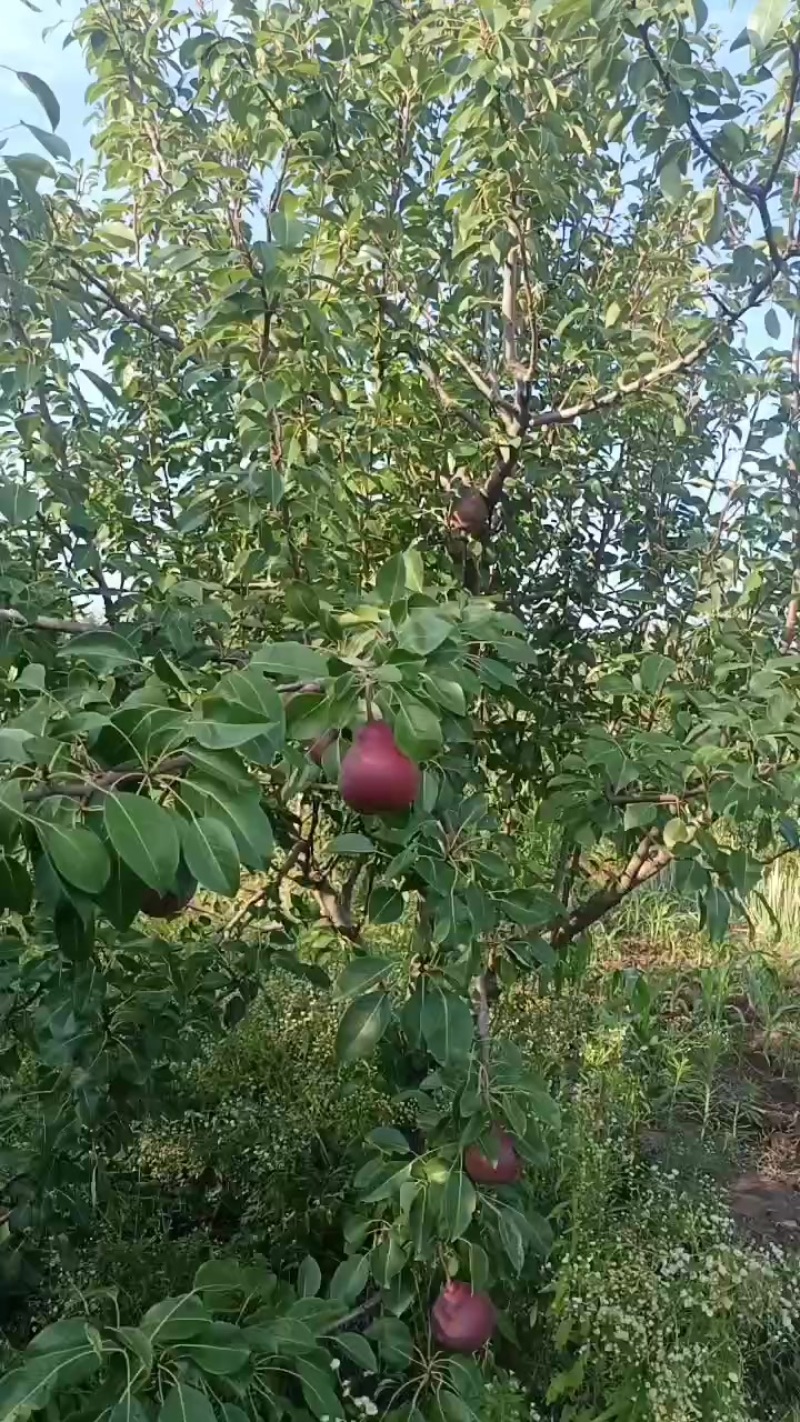 红啤梨