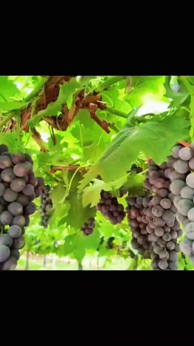 夏黑葡萄大量上市货源充足欢迎全国各地老板前来合作
