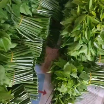 树仔菜，