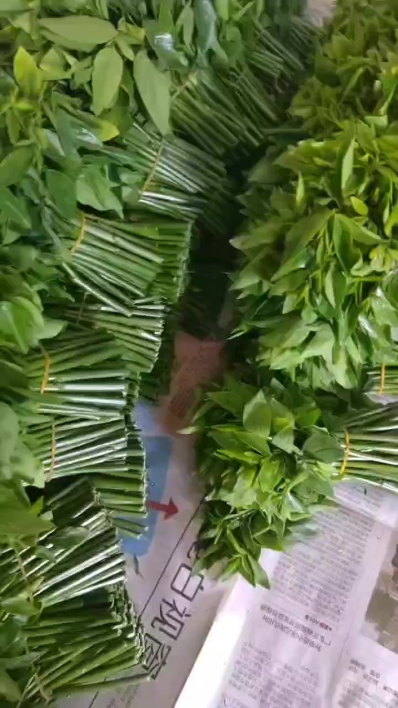 树仔菜，