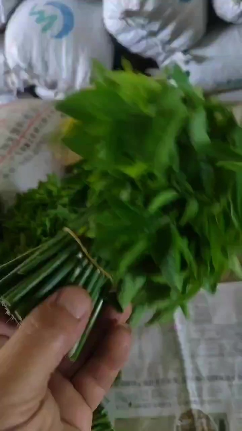 树仔菜，