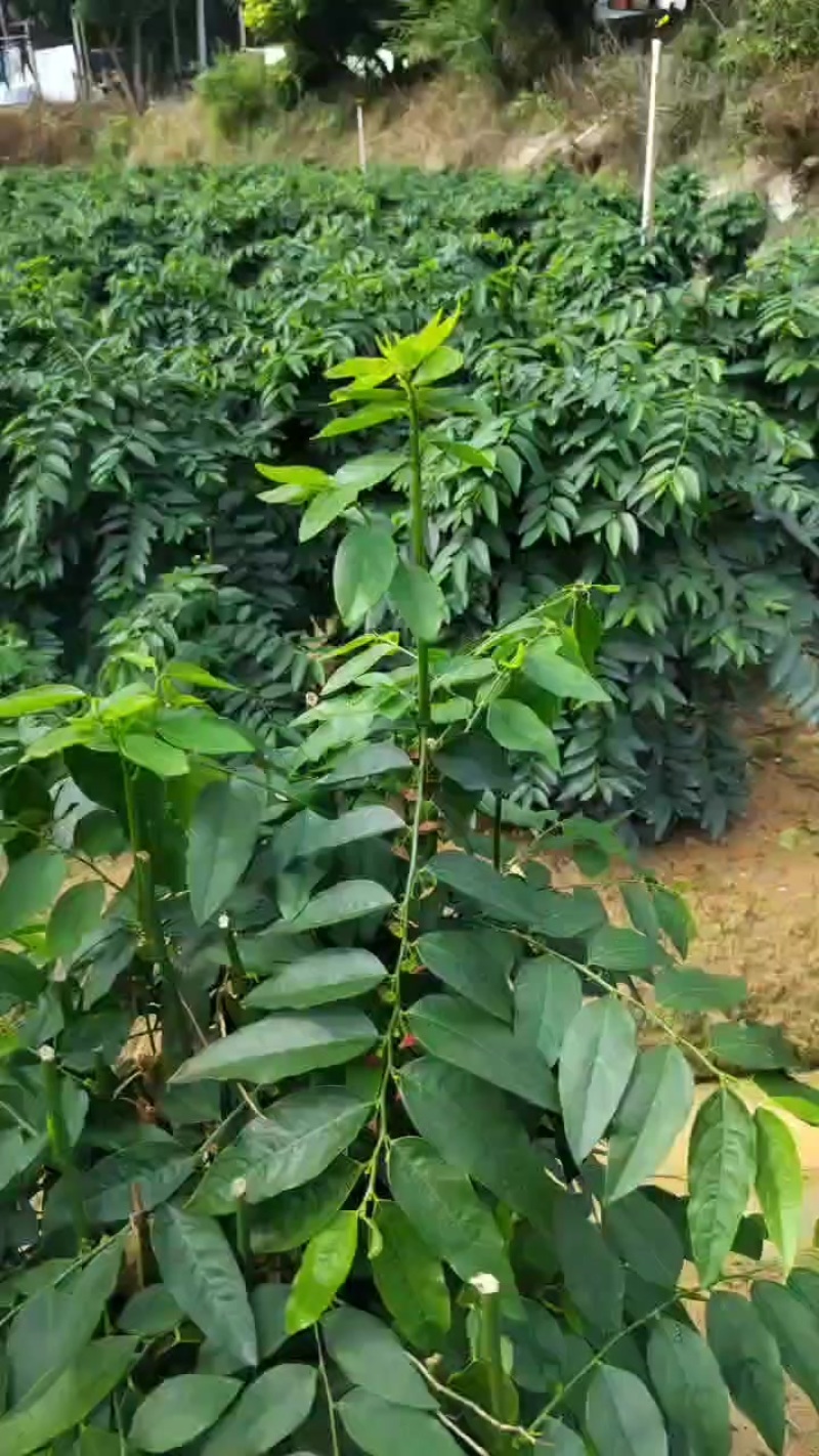 树仔菜，