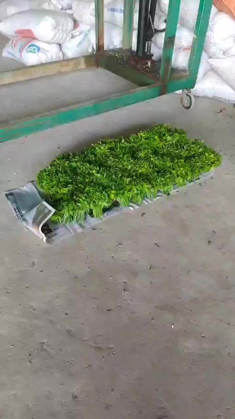 树仔菜，