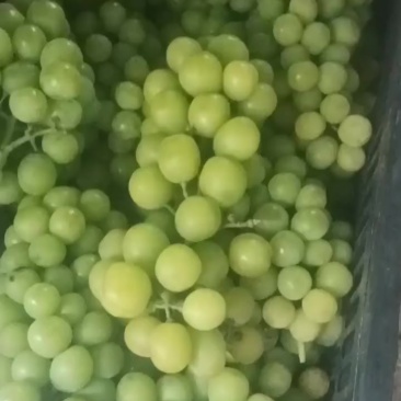 葡萄，阳光玫瑰