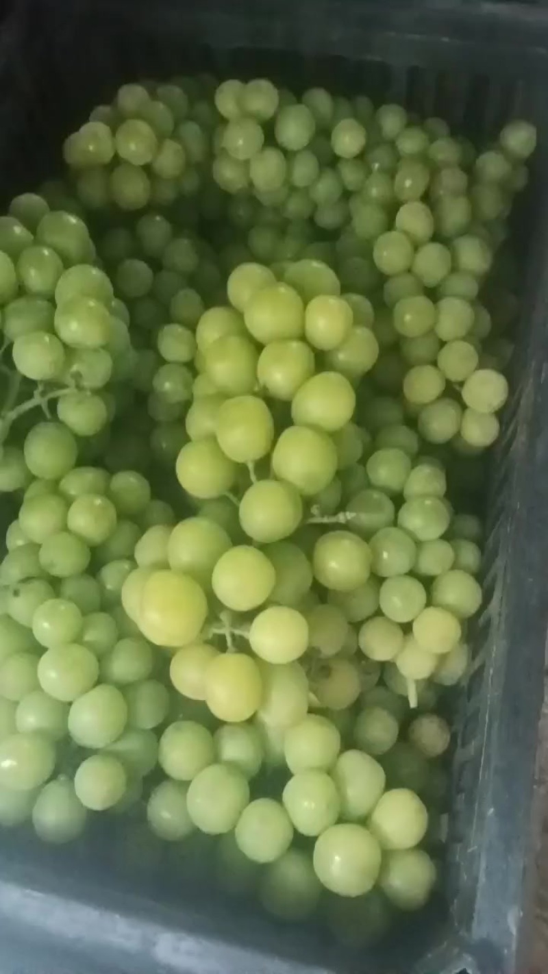 葡萄，阳光玫瑰