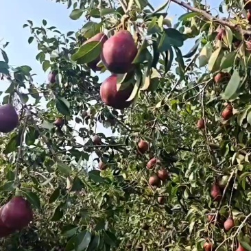红啤梨，约有20万斤，还没开始摘