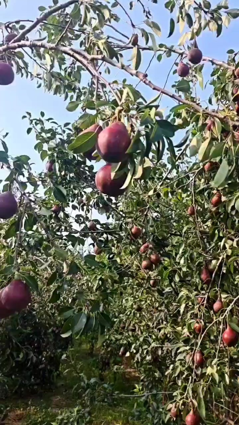 红啤梨，约有20万斤，还没开始摘