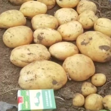 土豆大量供应