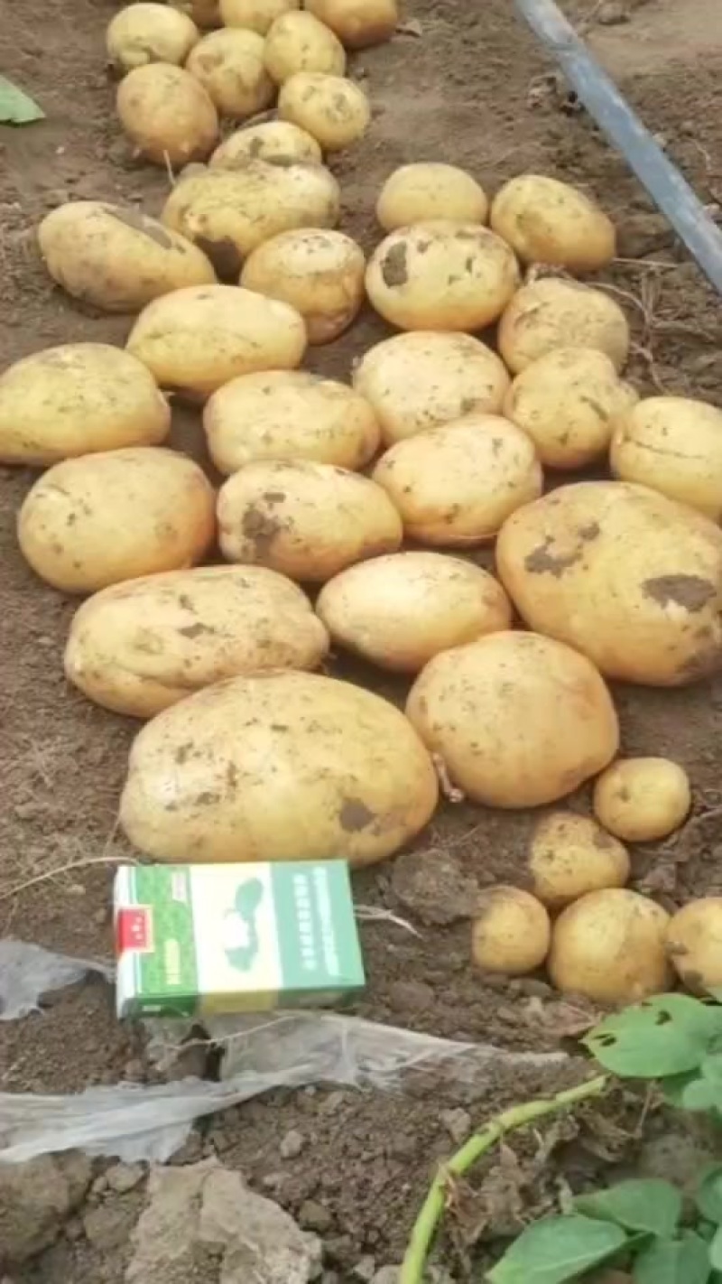土豆大量供应