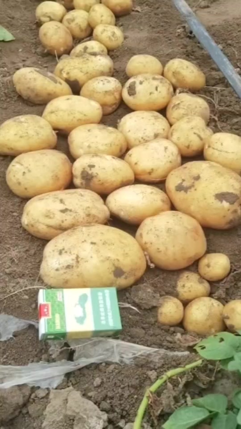 土豆大量供应