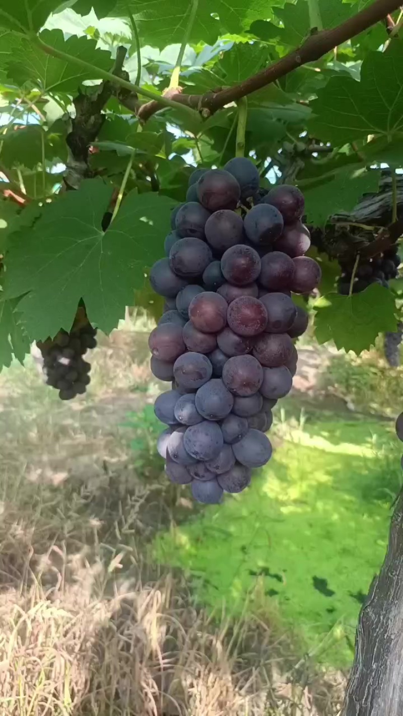 夏黑葡萄