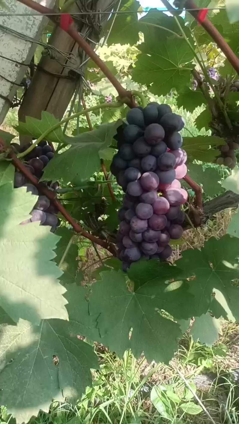 夏黑葡萄