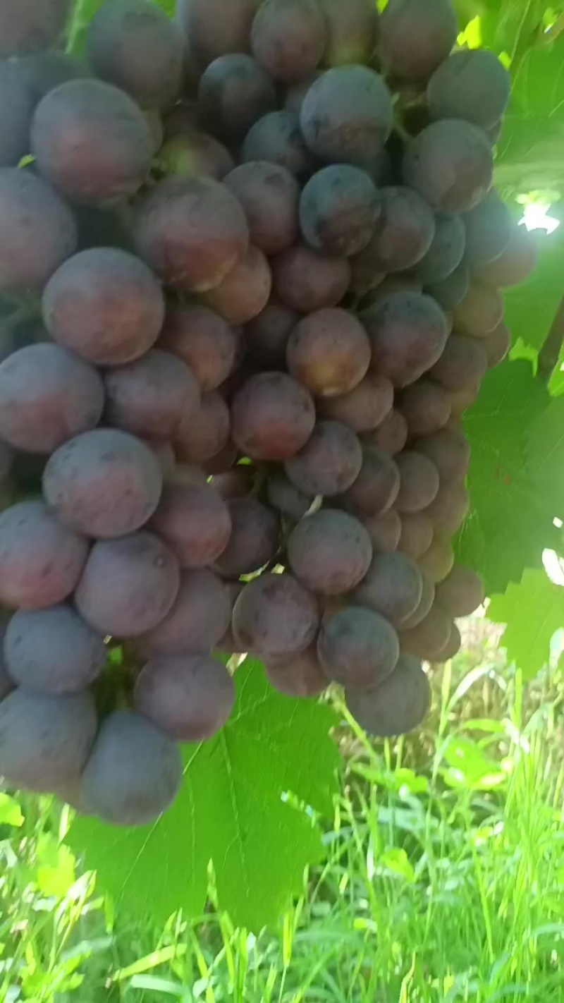 夏黑葡萄