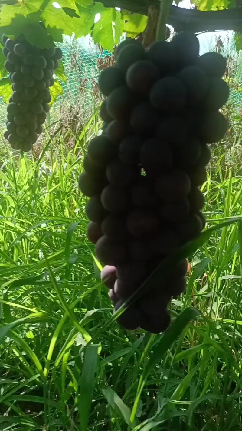 夏黑葡萄