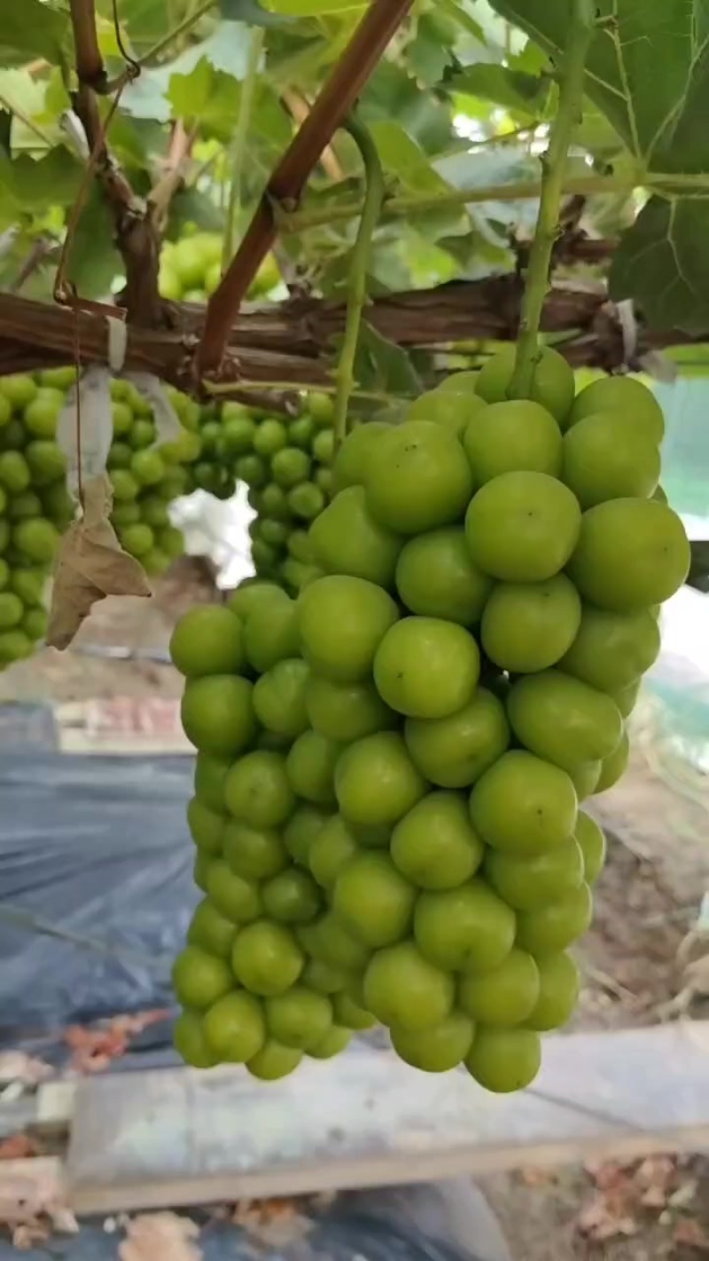 阳光玫瑰