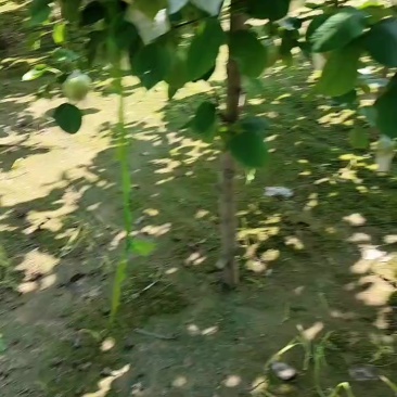 皇冠梨